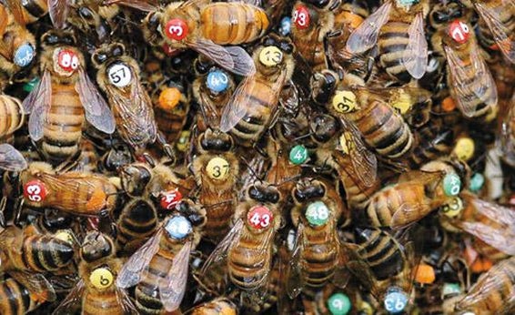 Thomas Seeley's colored and numbered bees.